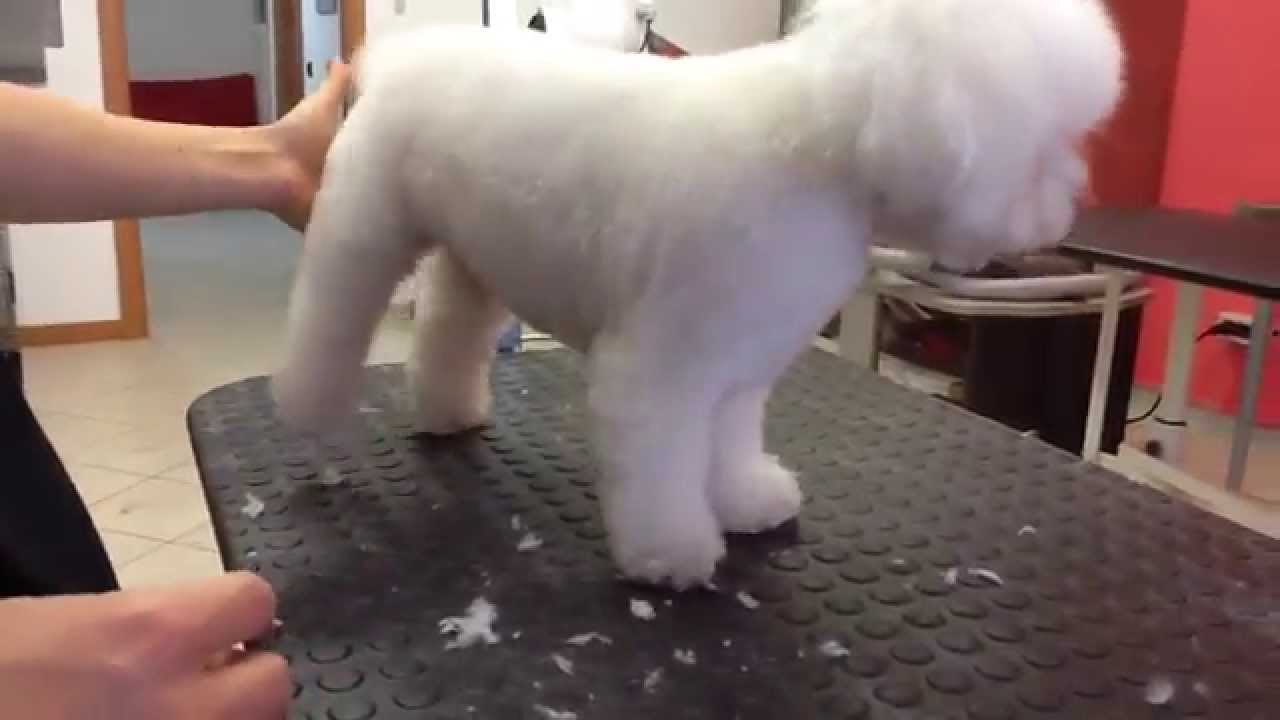 HOW TO GROOM A BOLOGNESE PART 02