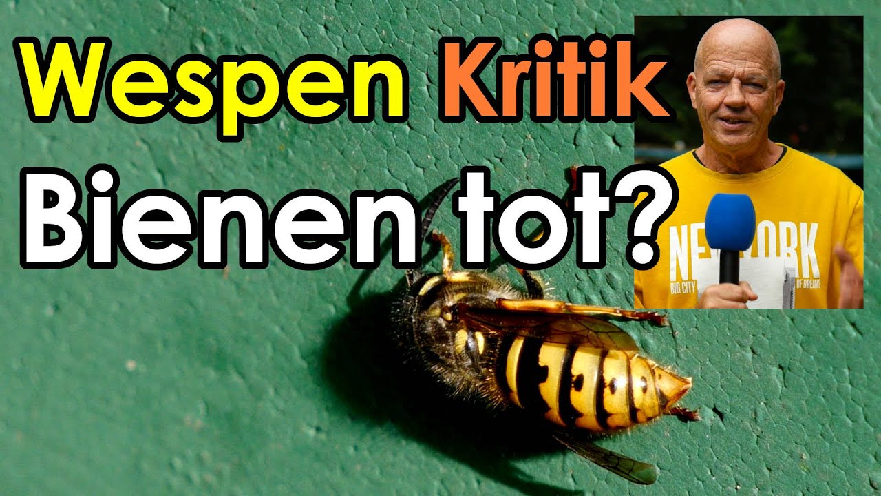 Hilfe! Bienensterben durch Wespen? Kritikvideo Bienen retten