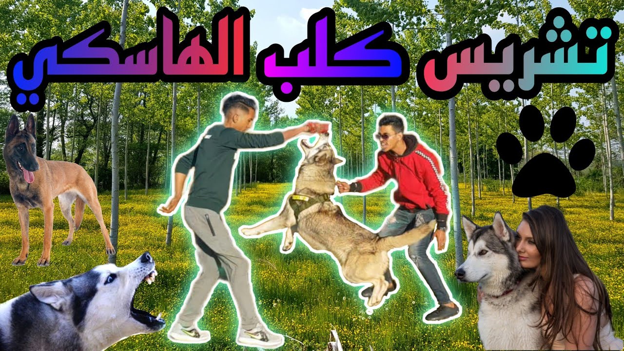 ♦️بداية تدريب كلب الهاسكي ❤ليو❤على الهجوم مع بعض تمارين للمالينوا 🔥
