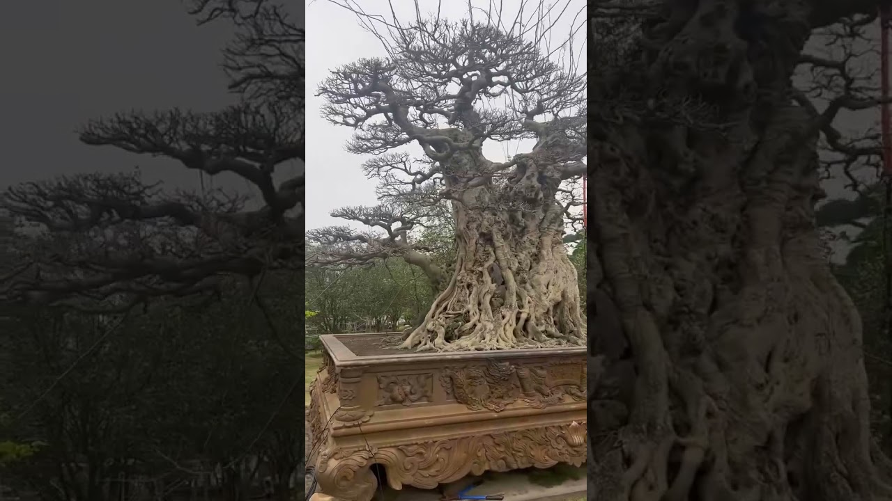 Lắc c&aacute;i cổ | G&atilde; Đầu Bạc - Vua T&ugrave;ng  #gadaubac #bonsaitree