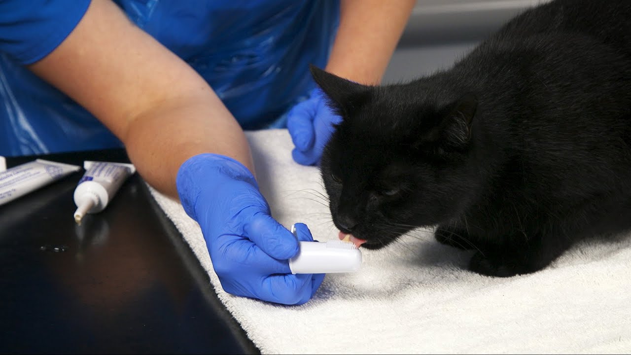 How to brush your cat's teeth | Feline dental care