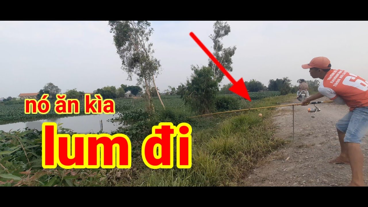 Câu cá tra sông// lâu lâu được đi câu và được giật cá là thấy vui vui rồi