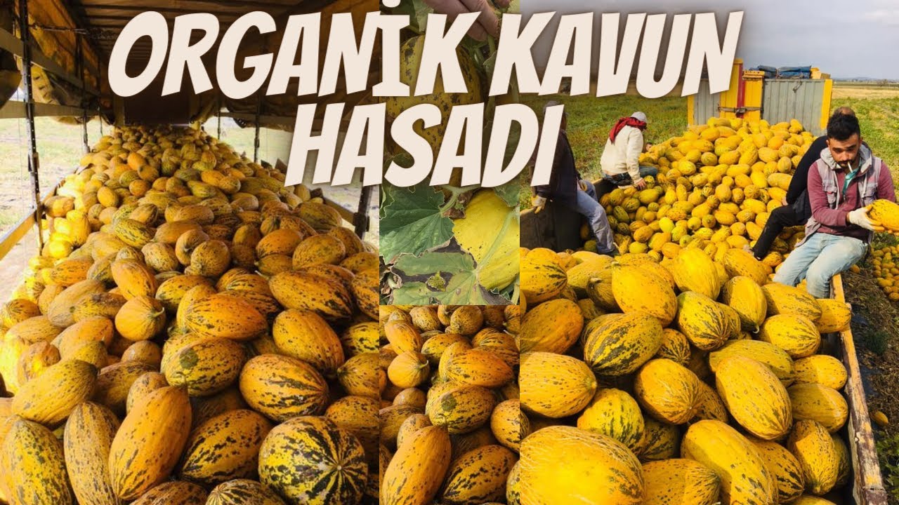 ORGANİK KAVUN HASADI - WESTEROS KAVUN ÜRETİMİ