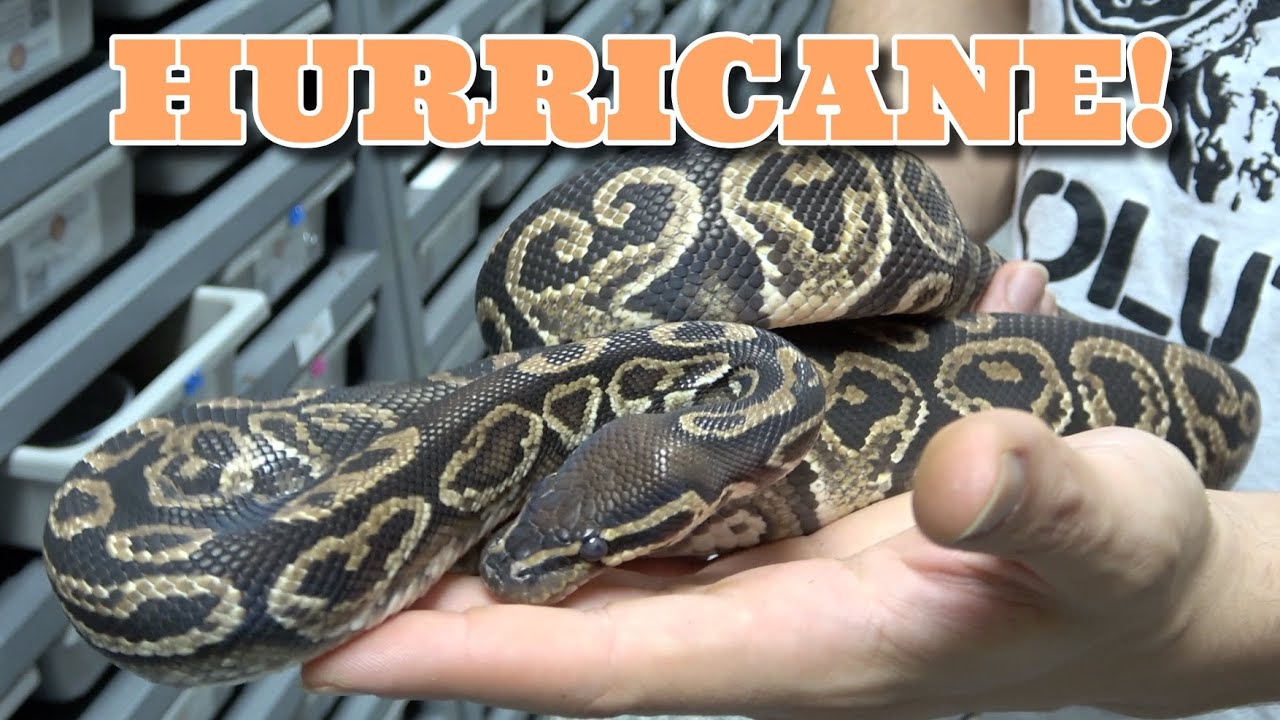ShowCase Saturday! Hurricane Ball Python