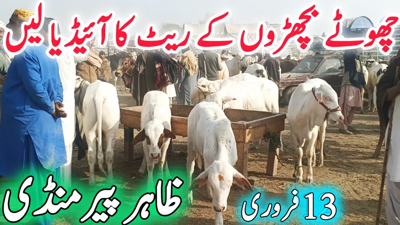 Zahir Pir Mandi | Chote khubsurat Ablak Gulabi Fancy Nukra Brahman Cholistani Sahiwal Sulger Bachre 