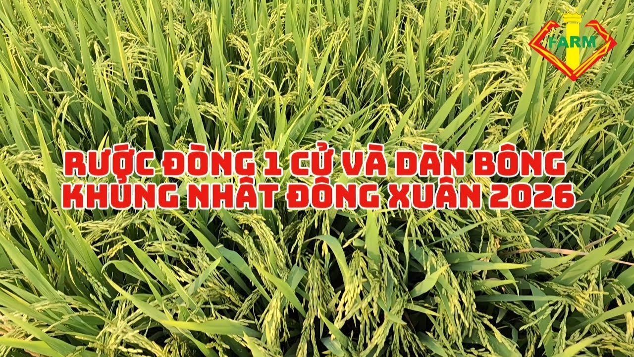 RƯỚC ĐÒNG 1 CỬ VÀ DÀN BÔNG KHỦNG NHẤT ĐÔNG XUÂN 2026