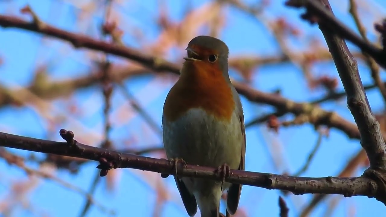 Jojo chante !