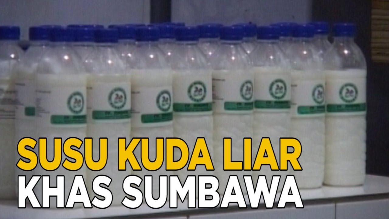 Susu kuda liar khas Sumbawa dipercaya dapat meningkatkan vitalitas pria | SISI LAIN