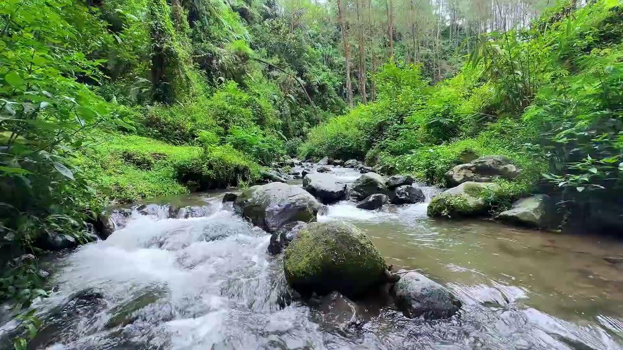Invite calm into your evening with peaceful river ambience along peaceful forest water for sleep