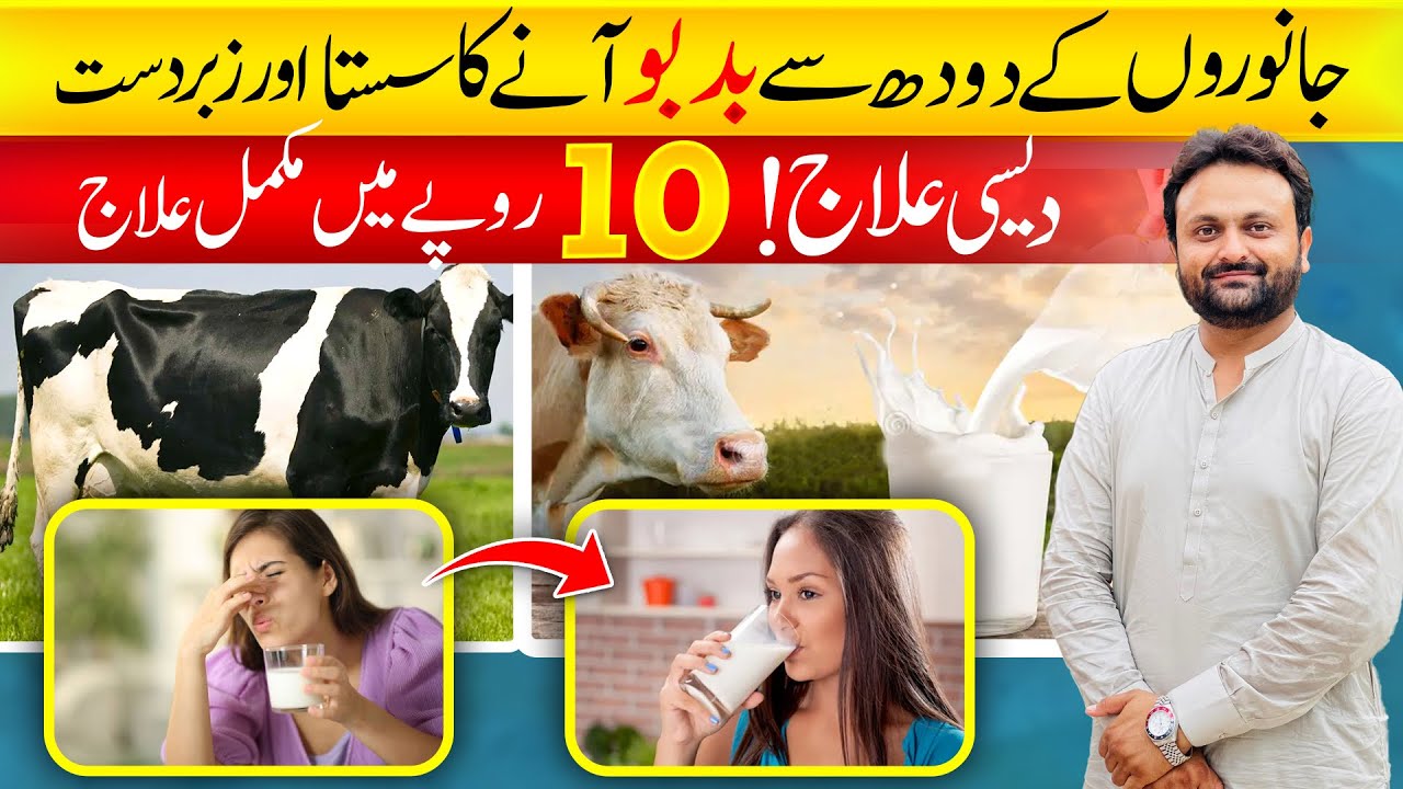 Dood main sy smell khatm krny ka nuskha | janwero kay dod main smell ana or ilaj | bad smell in milk