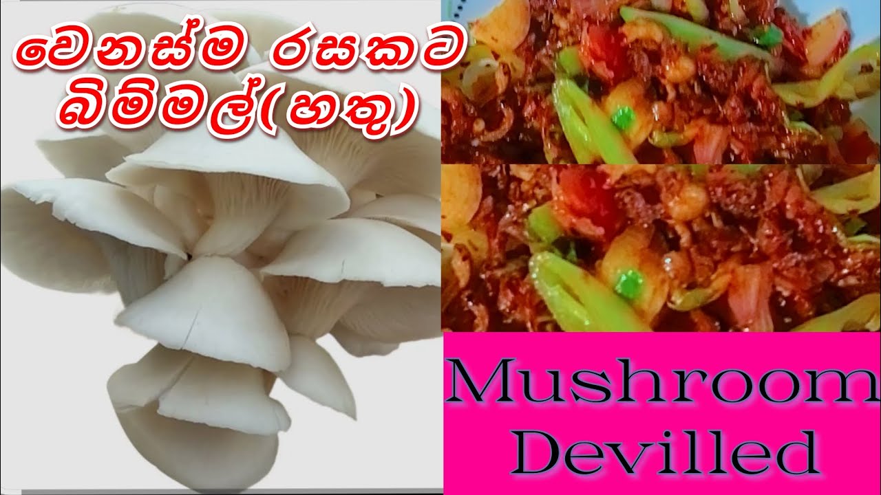 චිකන් වගේ රස බිම්මල් ඩෙවල්🫣😋 #Mushroomdevilled #bimmal #foodlover #srilankanresapi🇱🇰 #indiyantest🇮🇳