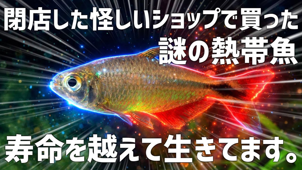 激ヤバショップで入手した魚が長生きしすぎてる。ギラギラになったその姿を大公開！#781【アクアリウム】