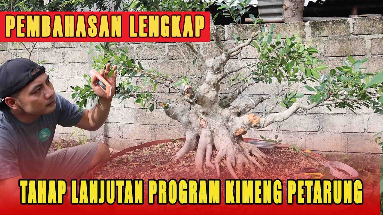PROGRAM LANJUTAN BONSAI KIMENG SETELAH 3 BULAN DI GROUND, Update!