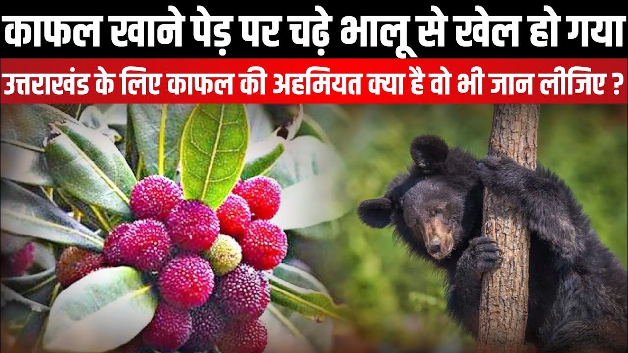 काफल खाने पेड़ पर चढ़े भालू से खेल हो गया | Uttarakhand News