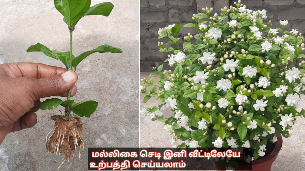 🤫😱மல்லிகை செடி இனி வாங்க வேண்டாம் நீங்களே உற்பத்தி செய்யலாம் - how to growing jasmin plant in home