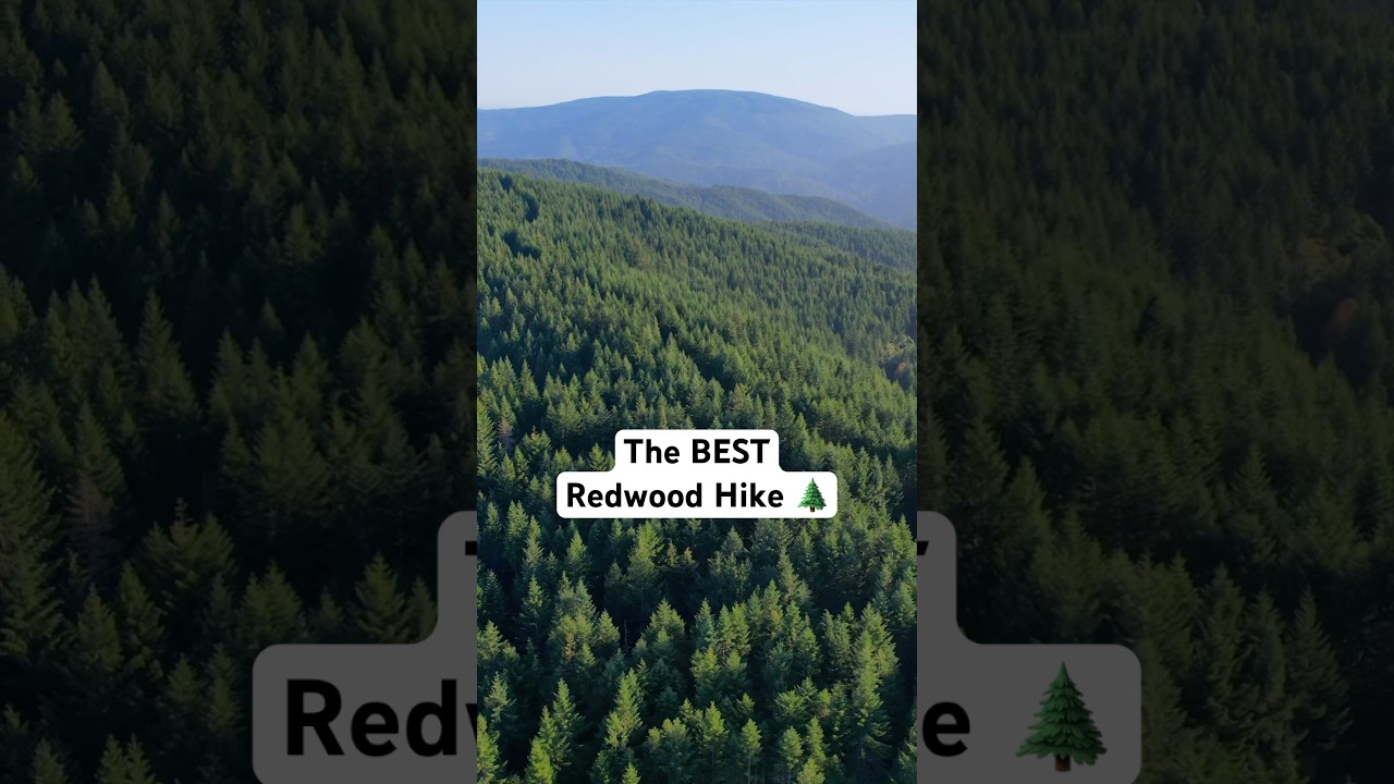 The BEST Redwood Forest Hike in the United States! #tree #california
