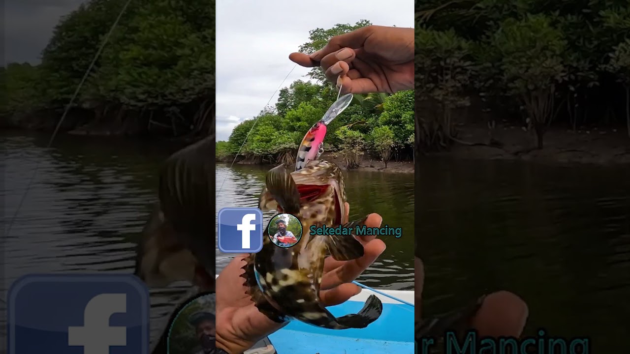 #mancing #fishing #umpanjitu #mancingmania