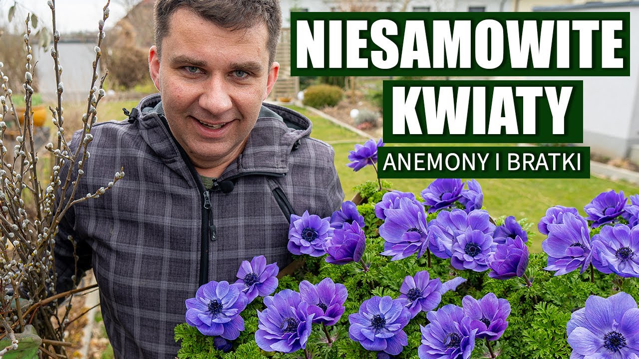 Jakie kwiaty na taras i balkon? Bratki, anemony i stokrotki. Niesamowite rośliny