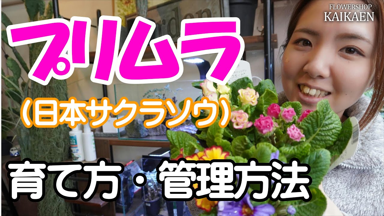 プリムラ　サクラソウ　育て方・管理方法　水やりのポイント【おうちでガーデニング】開花園チャンネル