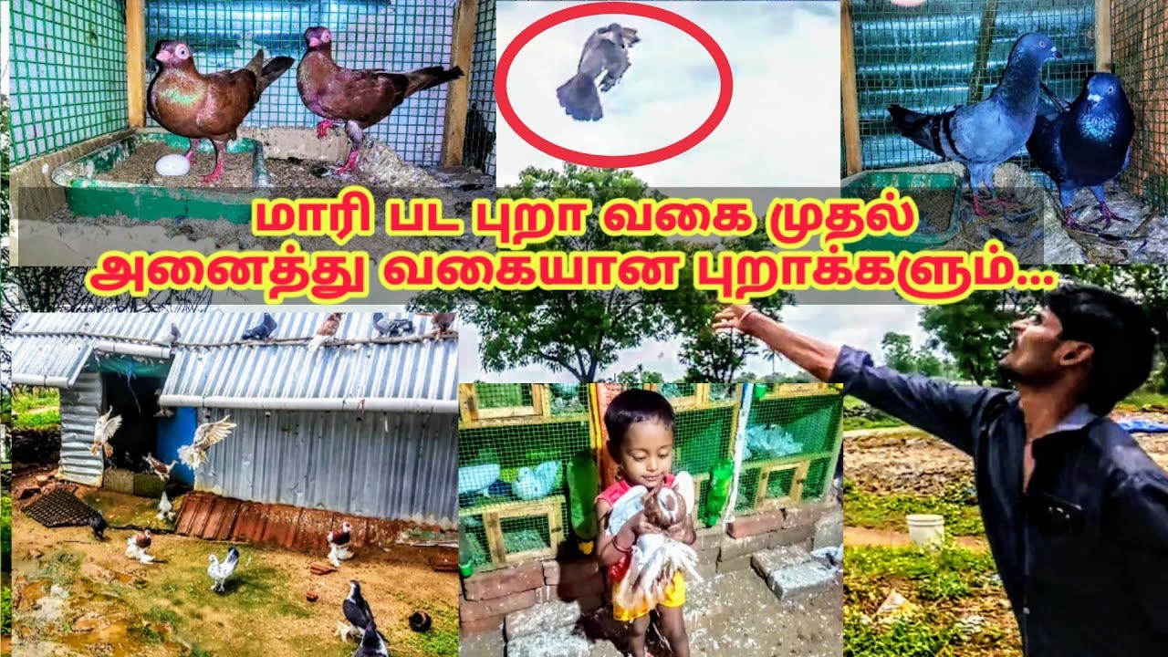Part 1 | வீட்டிலேயே fancy புறா வளர்ப்பில் சாதிக்கும் விவசாயி | Pigeon Farm in Tamil
