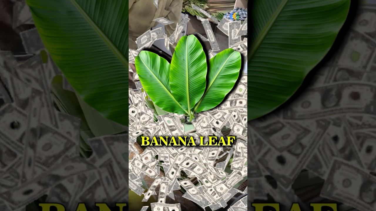 Make money in Import Export Business | best business idea | Harsh Dhawan