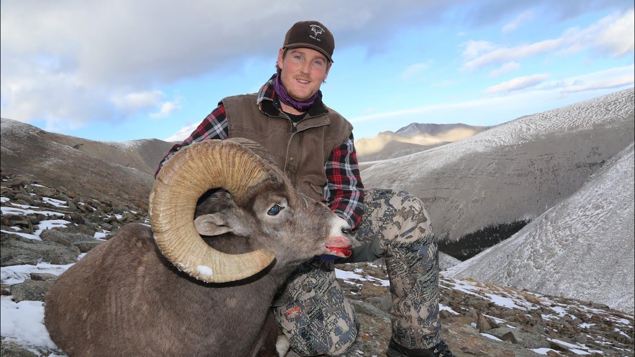 Alberta Bighorn Hunt