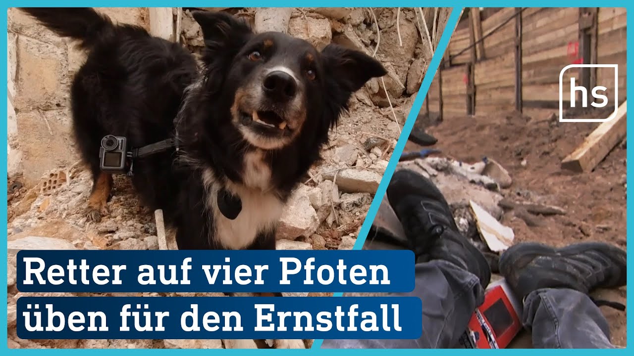 Rettungshundestaffel Nordhessen: Suche nach Vermissten I hessenschau