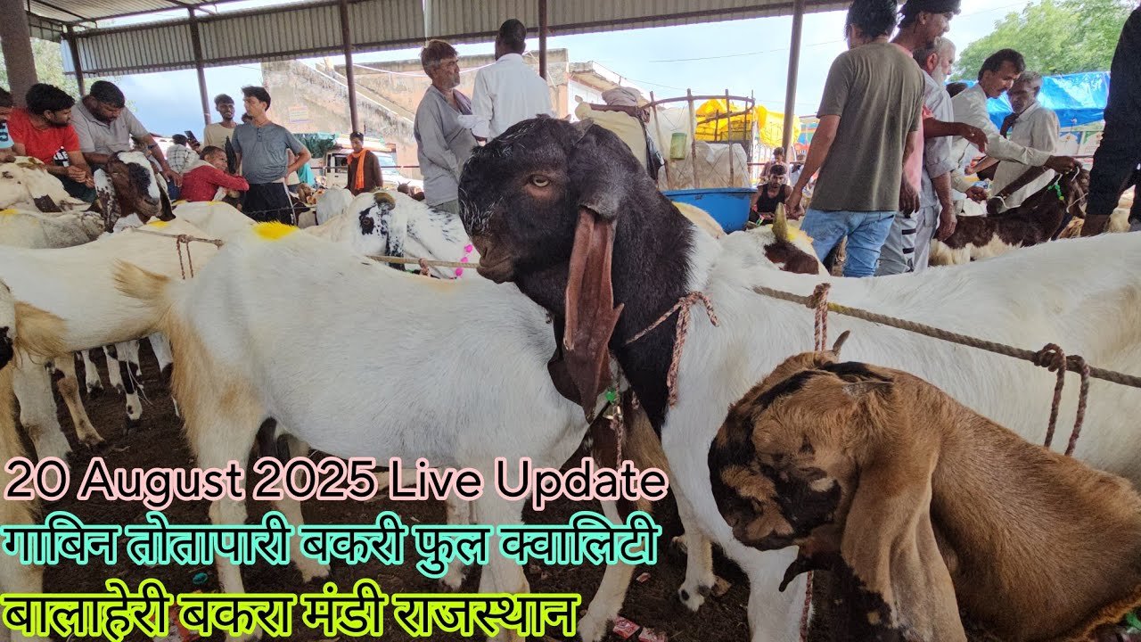 Indian Biggest Update | Balaheri Bakra Mandi Docomentry | तोतापुरी फुल क्वालिटी मे गाबिन बकरी
