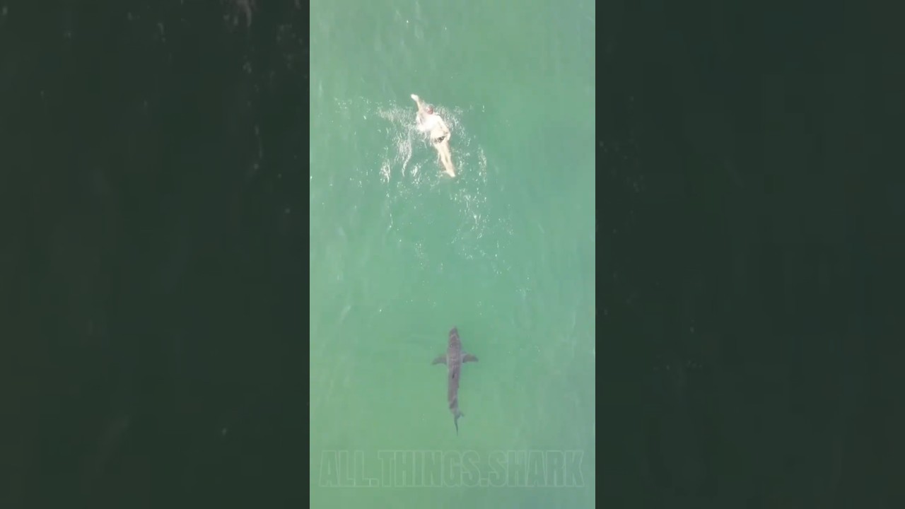 🦈 🌊 🩶
