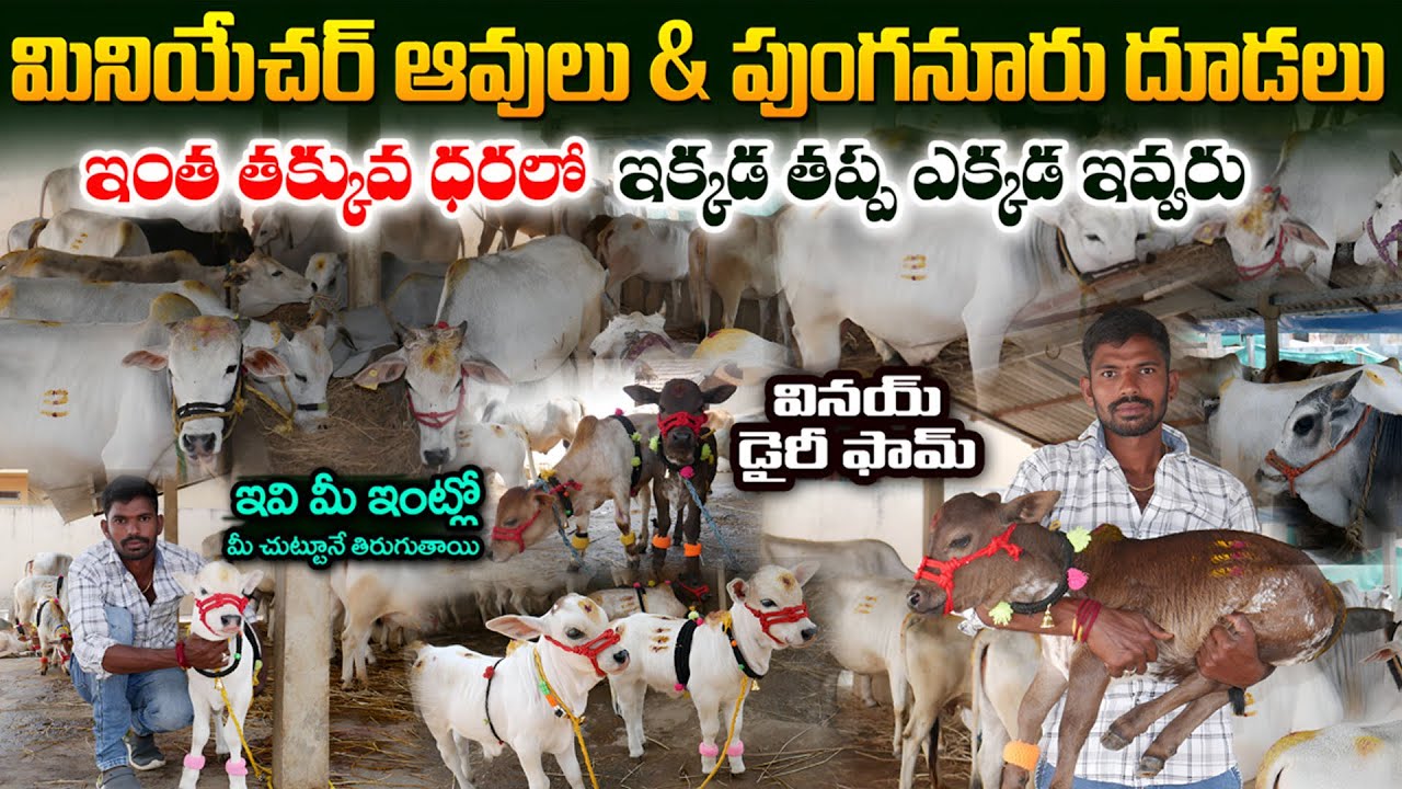 మినియేచర్ ఆవులు & పుంగనూరు దూడలు తక్కువ ధరలో | Punganur Cows for sale | Miniature & Punganur Cows