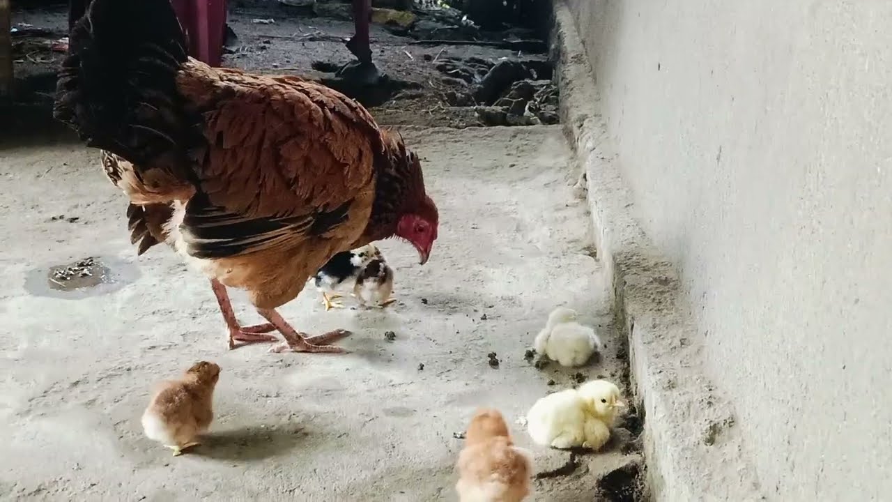 A new hen should not wake up the chicks for the first time and does not pay any attention