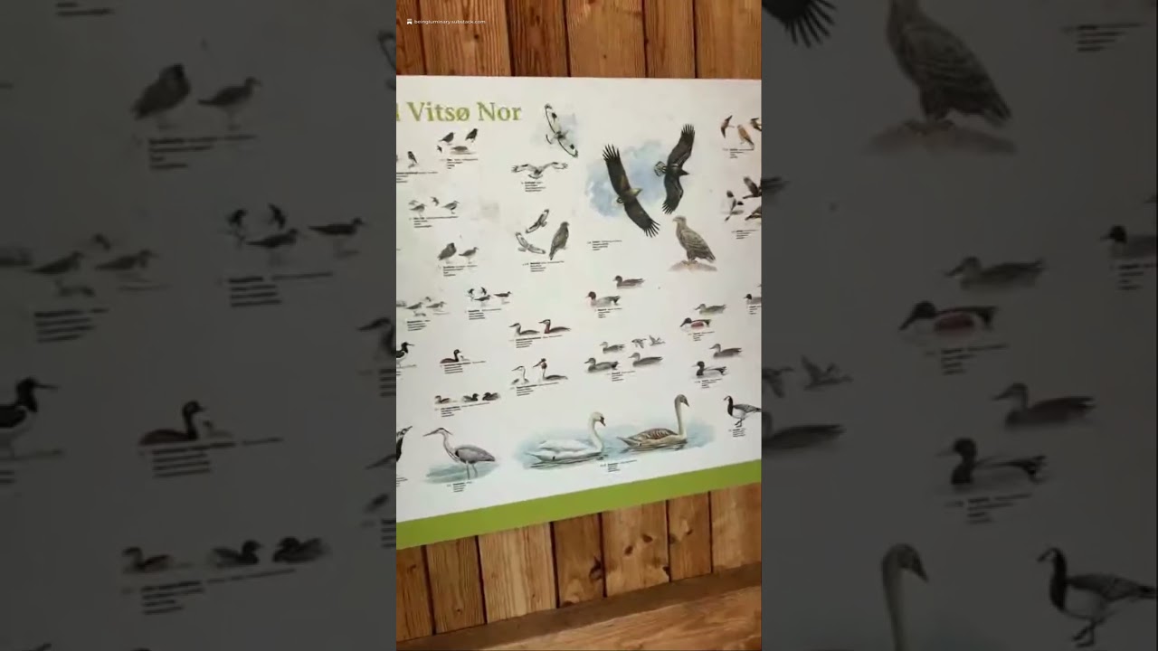 Field chatter from  Vitsø