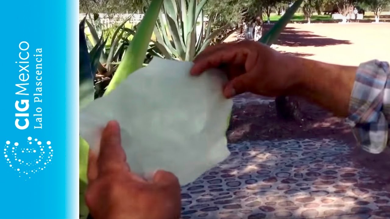Extracción de hojas de mixiote