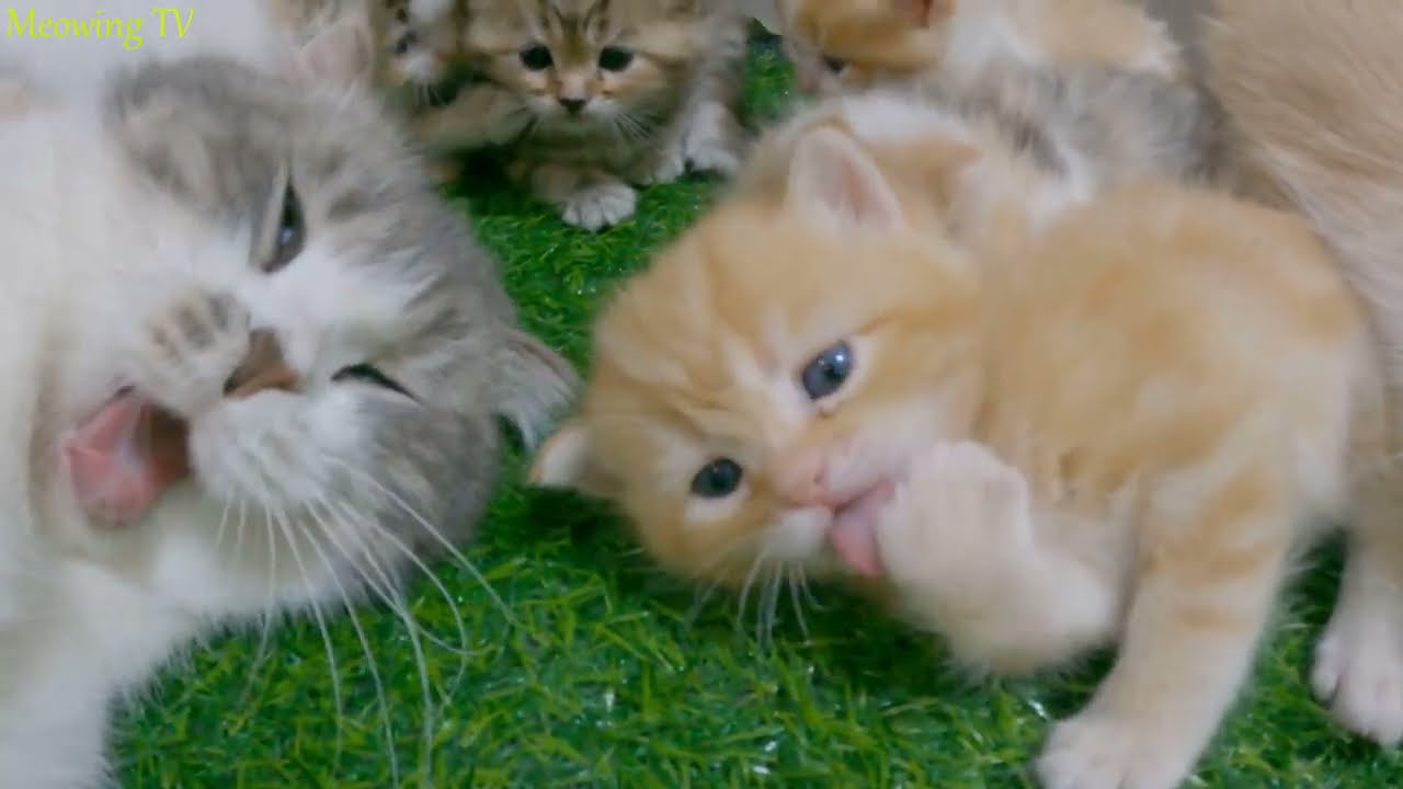 Have a kitten play outside to see how the mother reacts.
