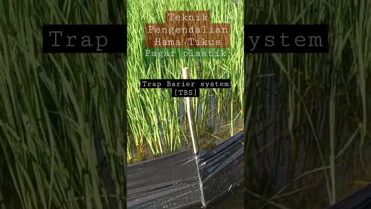 Rat control techniques with Trap Barrier System [TBS] #organicfarming #rats