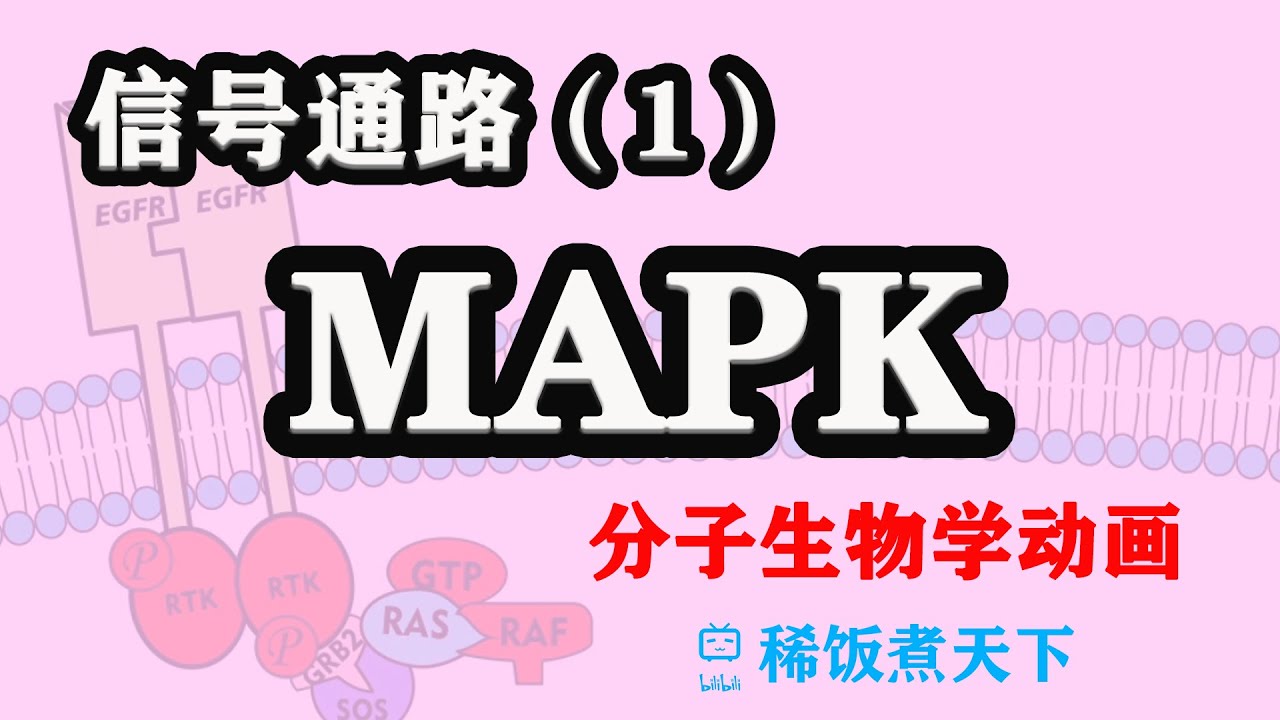 【分子生物学动画】Ras/Raf/MEK/ERK通路 MAPK通路 信号通路（1）