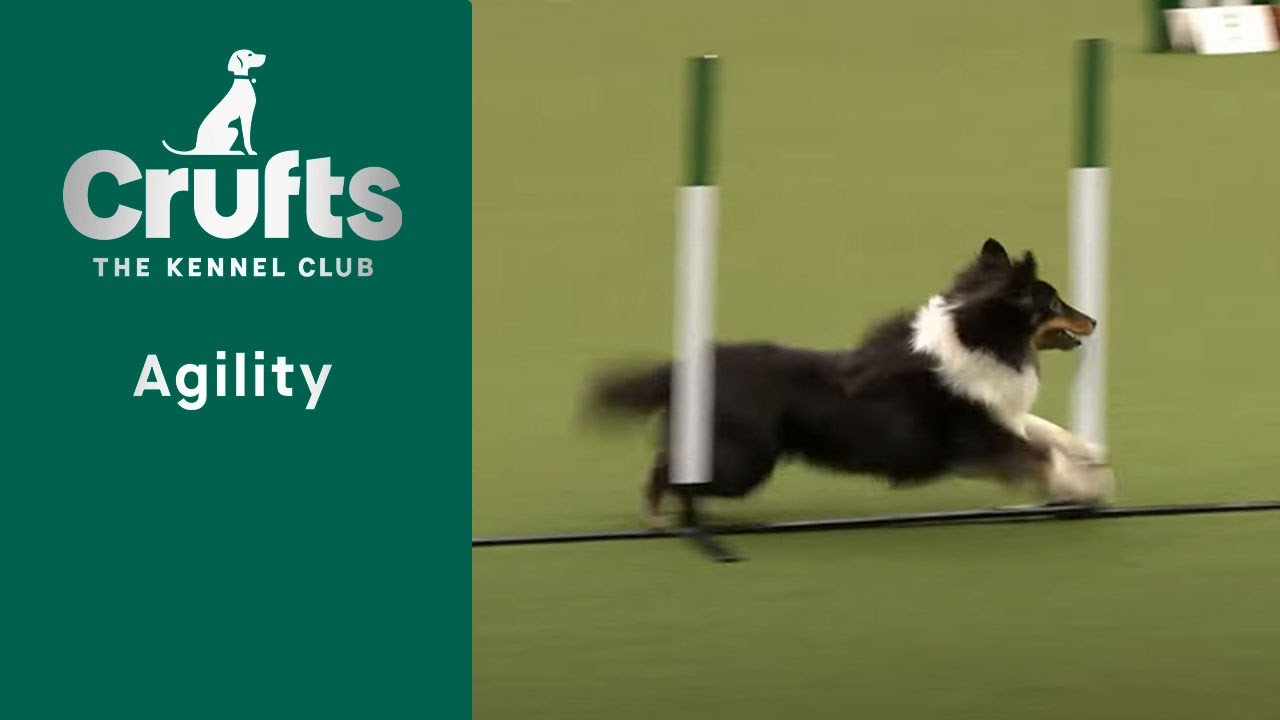 Agility – Championships – Small/Medium (Jumping) Part One | Crufts 2023