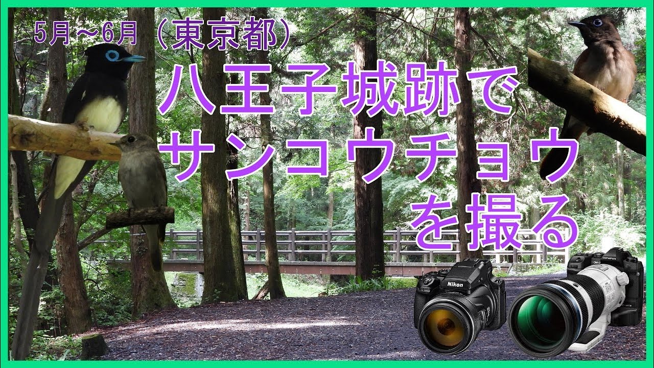 5月～6月（東京都）八王子城跡でサンコウチョウを撮る