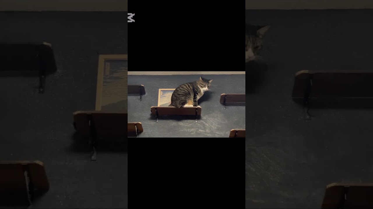 #子猫 #仔猫 #こねこ #猫 #ねこ #ネコ #ねこ部 #猫部 #ふわもこ部 #kitten #neko #cat #cats #cutecat
