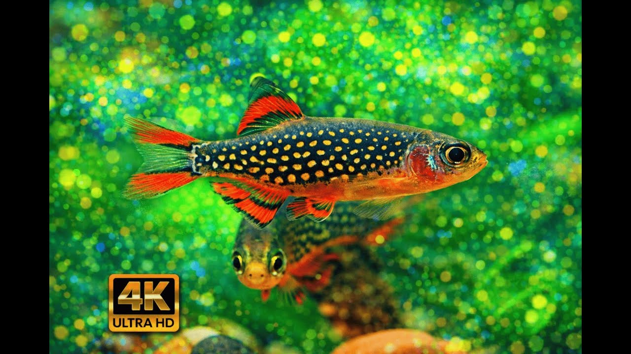 Calm Aquarium at Night 🌙 Sleep Live