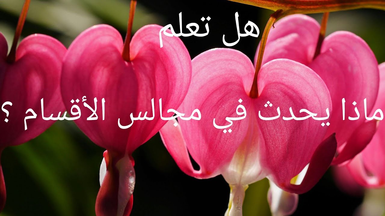 ماذا يحدث في مجالس الأقسام ؟ les conseils de classe