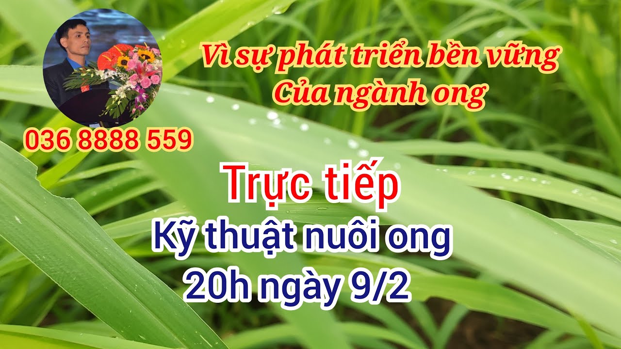 Ong mật vùng cao đang phát trực tiếp!