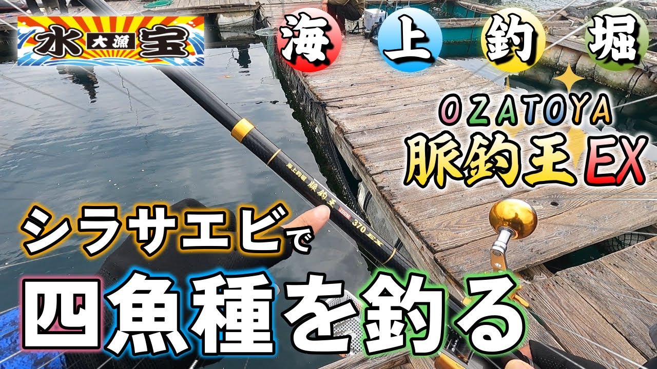 【海上釣堀】シラサエビ絶好調🦐脈釣王ZMという竿を使ってみる！！