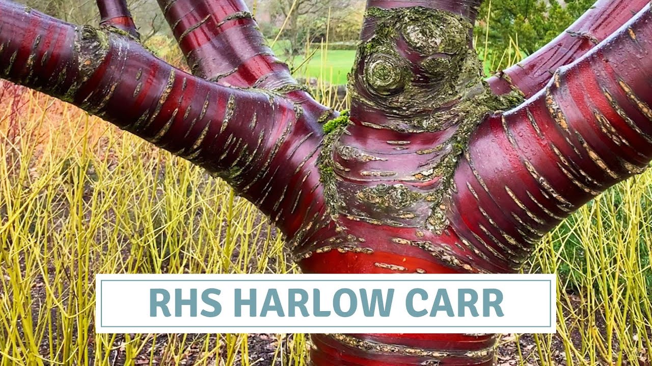 RHS Harlow Carr Garden Tour / Winter Interest Inspiration / All Season Garden Colour