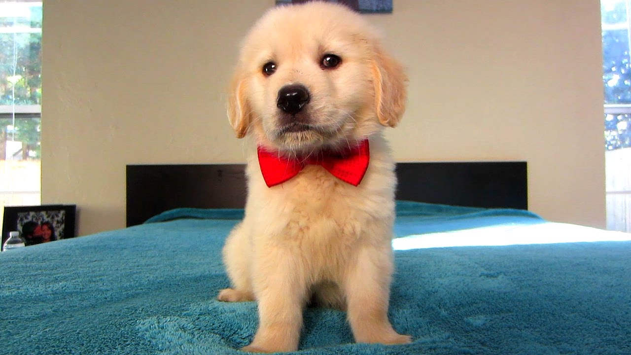 Cooper's First Valentine's Day (Golden Retriever Puppy)