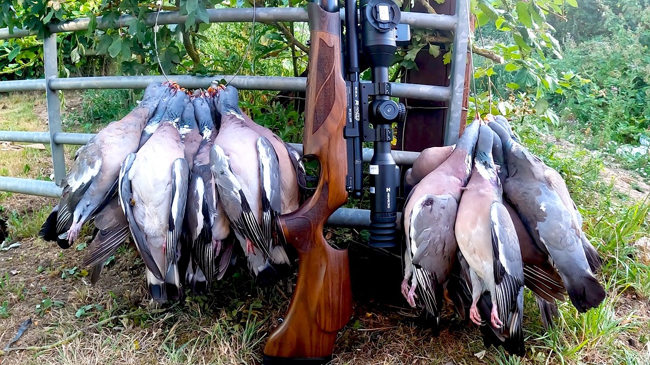 INSANE 26+ Pigeons With BSA Air Rifle SE 