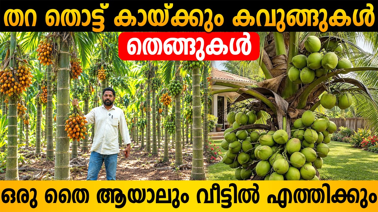 തറ തൊട്ട് കായ്ക്കും തെങ്ങുകൾ, കവുങ്ങുകൾ | ഒരെണ്ണം ആയാലും വീട്ടിൽ എത്തിക്കുന്നു