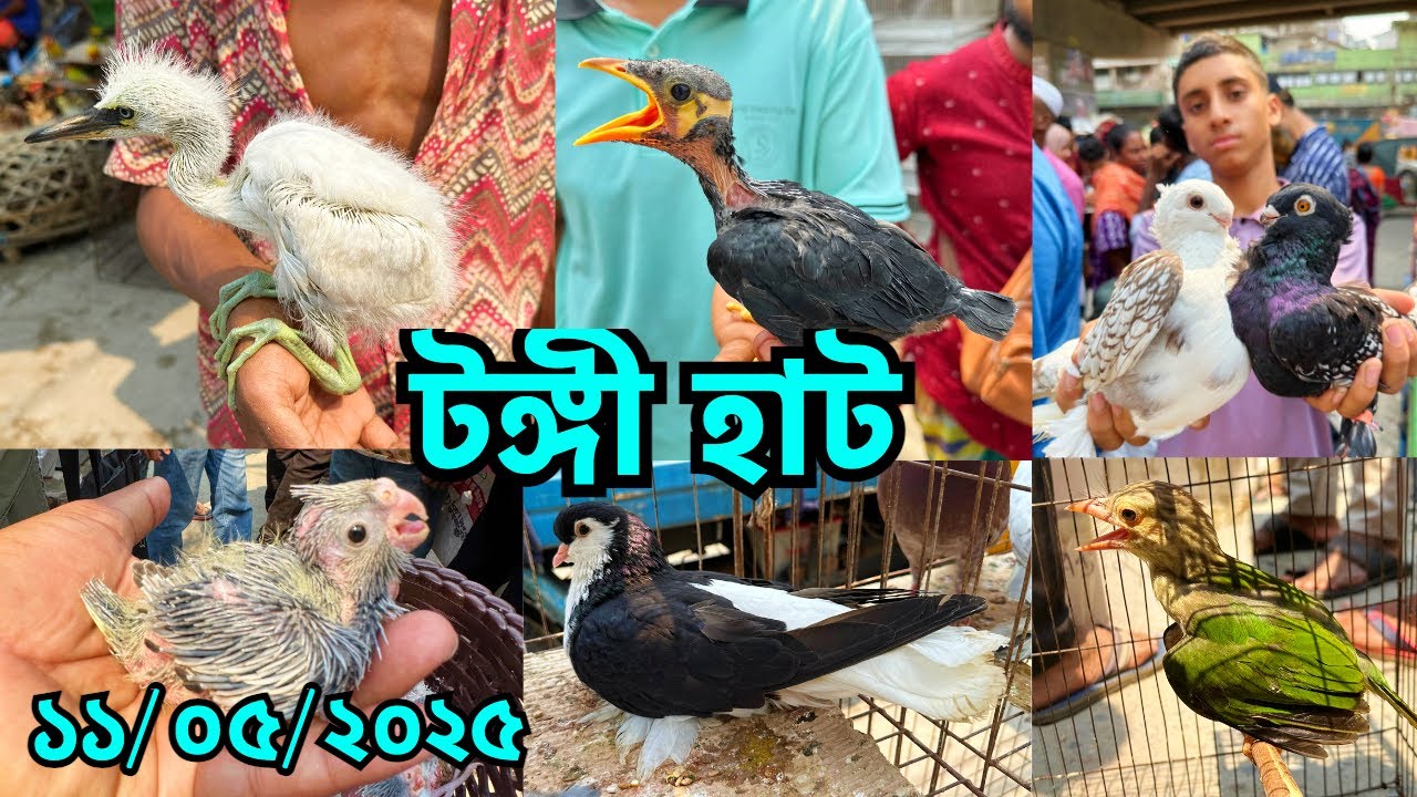 তীব্র গরমে জমেছে টঙ্গী হাট | বন টিয়া, ময়না, শালিক, টিয়া, বকসহ বিভিন্ন পাখি ও কবুতরের সমারোহ #787