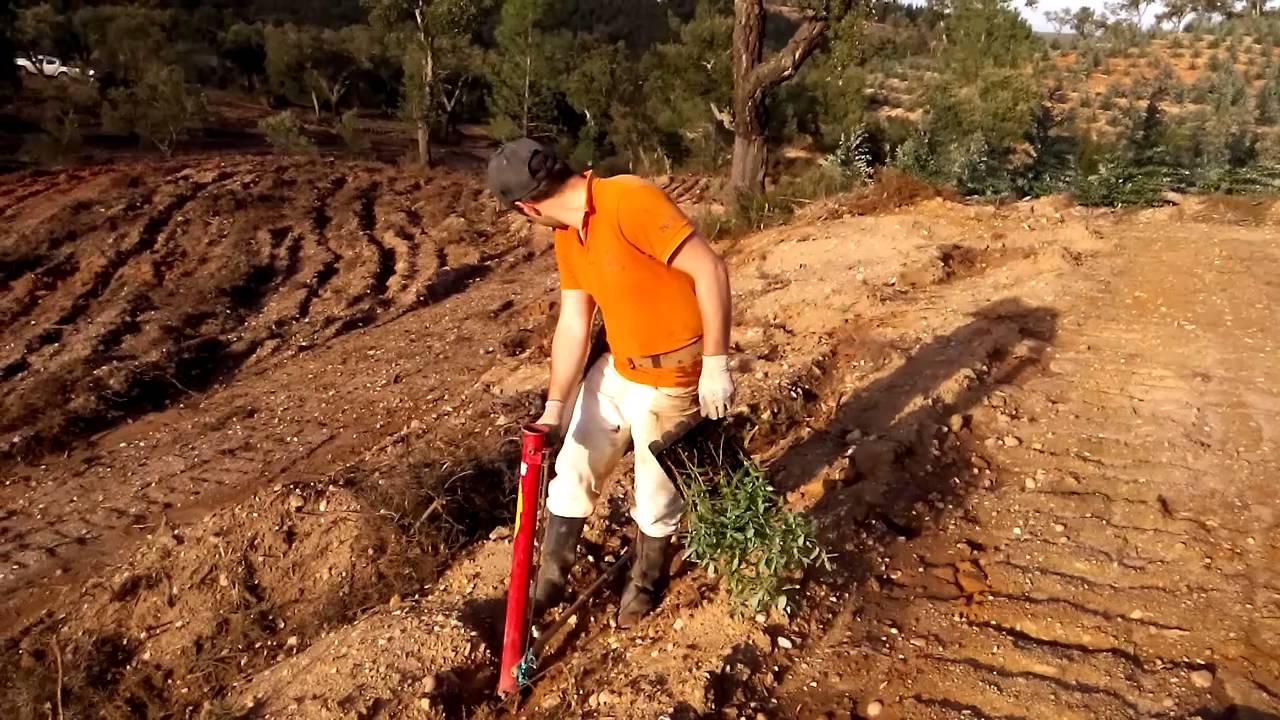 Plantação de eucaliptos (Eucalyptus globulus)