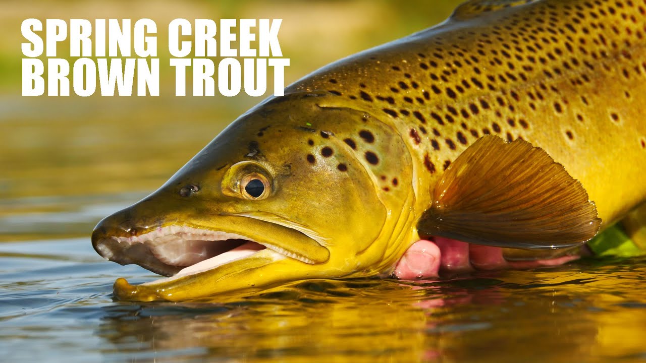 Fly Fishing Spring Creek Epic - HUGE BROWN TROUT in gin-clear water